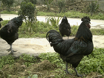 说明: http://swgcx.xxmzy.org.cn/UploadFiles/xszc/2016/10/201610171148331864.png