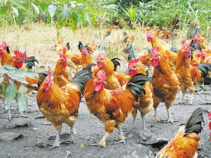 说明: http://swgcx.xxmzy.org.cn/UploadFiles/xszc/2016/10/201610171146502728.png