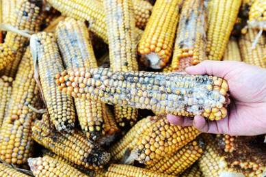 说明: http://swgcx.xxmzy.org.cn/UploadFiles/xszc/2016/10/201610171141525006.png