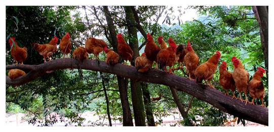 说明: http://swgcx.xxmzy.org.cn/UploadFiles/xszc/2016/10/201610171142363958.png