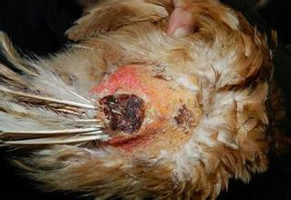 说明: http://swgcx.xxmzy.org.cn/UploadFiles/xszc/2016/10/201610171056127522.png